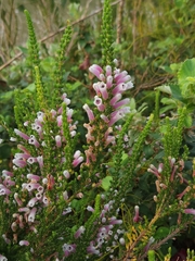 Erica perspicua