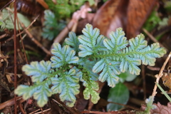 Selaginella willdenowii