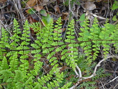 Cheilanthes bergiana