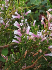 Erica perspicua