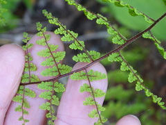 Cheilanthes bergiana