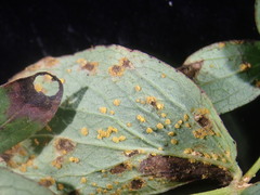 Melampsora hypericorum