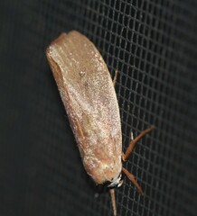 Cryptophasa rubescens