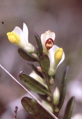 Polygaloides chamaebuxus