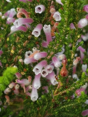Erica perspicua