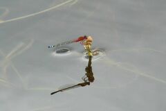 Xanthagrion erythroneurum