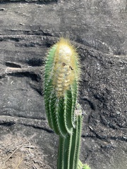 Coleocephalocereus fluminensis
