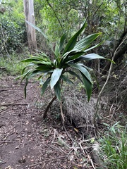 Dracaena aletriformis