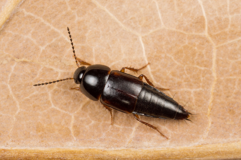 Tachinus rufipes, photo 1 of 10