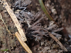 Stemonitis splendens