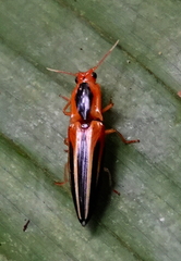Semiotus bilineatus