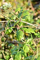 Chaerophyllum aromaticum