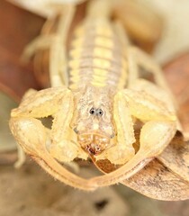 Centruroides guanensis