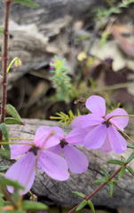 Tetratheca ericifolia