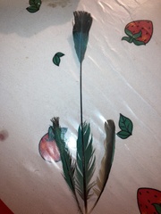 Eumomota superciliosa