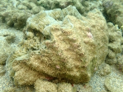Hippopus hippopus