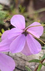Tetratheca ericifolia