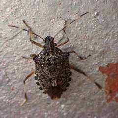 Halyomorpha halys