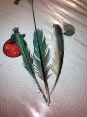 Eumomota superciliosa