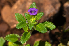 Stemodia verticillata