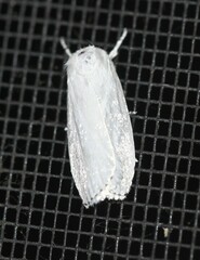 Cryptophasa
