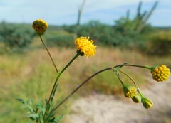 Coreocarpus parthenioides