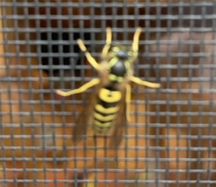 Vespula flavopilosa