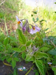 Solanum caripense