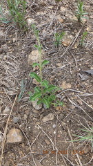 Raphionacme procumbens