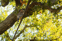 Buteo lineatus elegans