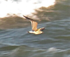 Leucophaeus atricilla