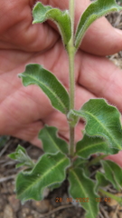 Raphionacme procumbens