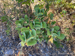 Cotyledon orbiculata
