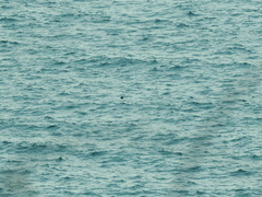 Melanitta fusca