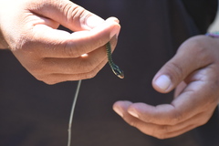 Drymobius margaritiferus