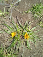 Hypochaeris sessiliflora