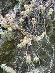 Crassula perforata