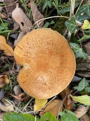 Gymnopilus penetrans