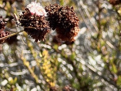 Asphondylia ceanothi