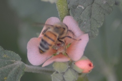 Apis mellifera