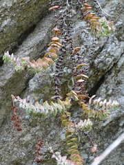 Crassula perforata