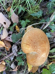 Gymnopilus penetrans