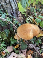 Gymnopilus penetrans
