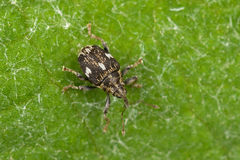 Mogulones asperifoliarum