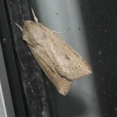 Mythimna convecta