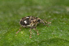 Mogulones asperifoliarum