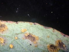 Melampsora hypericorum