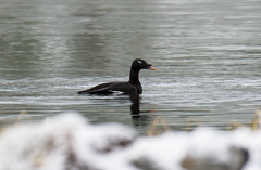 Melanitta stejnegeri