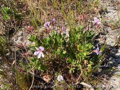 Pelargonium betulinum