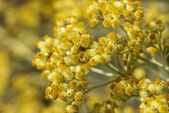 Helichrysum petiolare
